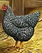 Barred Plymouth Rock 