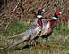 ring neck pheasants